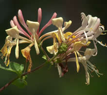 Wilde kamperfoelie (Lonicera periclymenum 'Graham Thomas') 